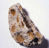 Limestone Containing Large Fossils