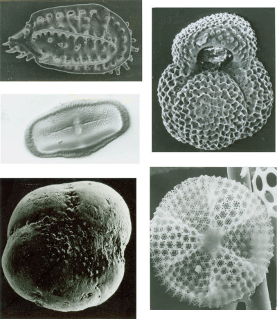 Some Typical Microfossils: Clockwise from top left: ostracode, planktic foraminifer, diatom, benthic foraminifer, and pollen grain.