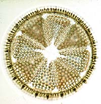 A Microfossil Called a Diatom