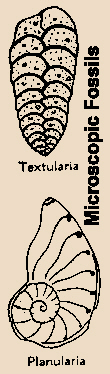 Textularia and Planularia Microfossils